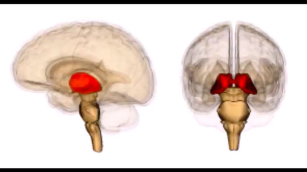 Unlocking the Secrets of the Brain: Thalamus Upgrade Explained